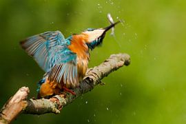 IJsvogel slaat visje dood van Paul Wendels