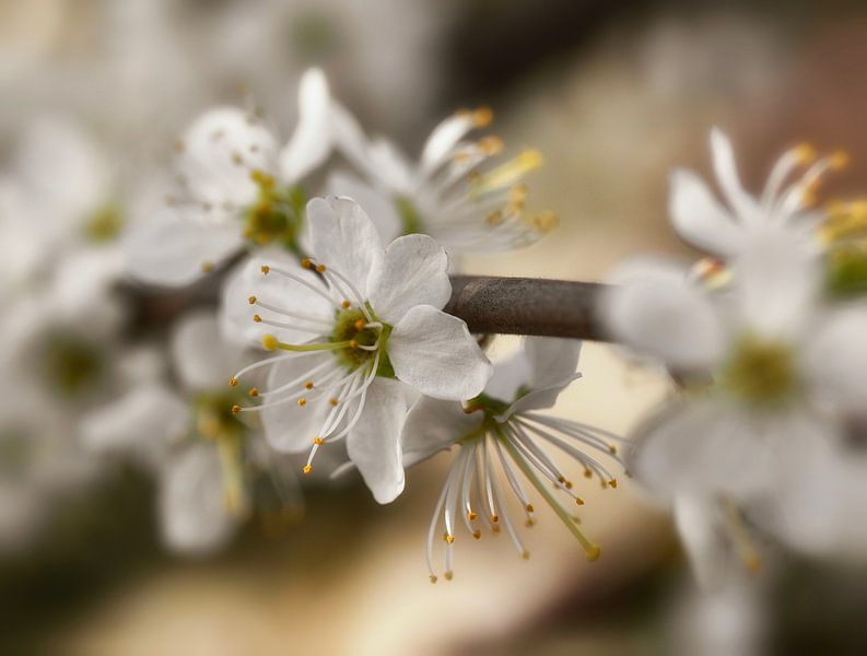 Witte bloesem van IntoCircles