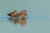 Common snipes