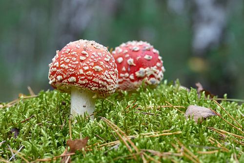 Paddenstoelen in het bos