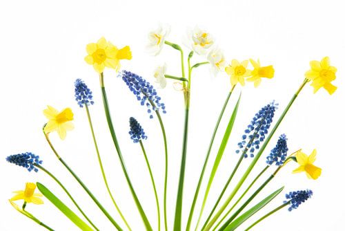 Stilleven met narcissen en blauwe druifjes