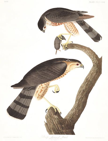 Épervier Brun par Birds of America