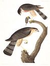 Épervier Brun par Birds of America Aperçu