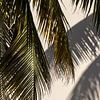 Palmenblatt tropische Insel. von Dennis en Mariska