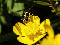 Wespe auf Butterblume