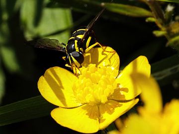 Wasp on buttercup by John Brugman