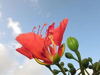 Zomerbloem