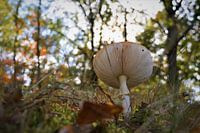 Herfst!