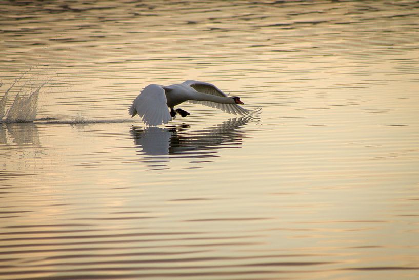 Take off... by Renate Dohr