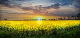 Koolzaadveld by Hans van der Grient