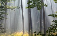Magic forest