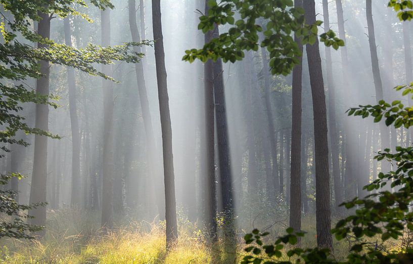 Forêt magique par Miranda Snoeijen