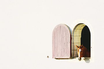 Minimalistische stal, een paard met zijn hoofd uit het raam van Carolina Reina