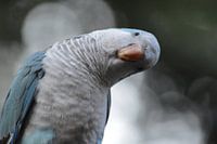 Neugieriger Vogel 