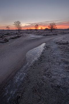 Winterse zonsopkomst heide van Moetwil en van Dijk - Fotografie