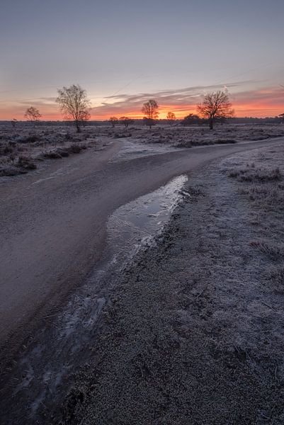 Winter sunrise heathland by Moetwil en van Dijk - Fotografie