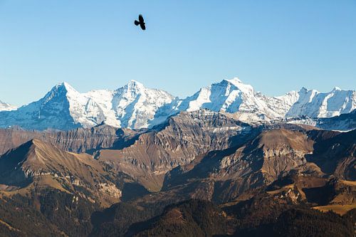 Eiger, Monch en Jungfrau met eenzame vogel in de herfst.