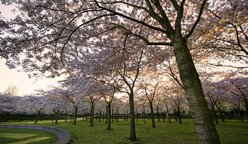 Curved Blossom Trees