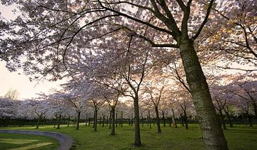 Curved Blossom Trees