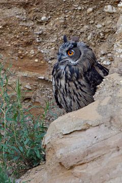 Eurasian Eagle Owl ( Bubo bubo ), young, hiding behind rocks, watching attentively, bright orange ey van wunderbare Erde