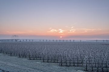 Fruitboomgaard von Moetwil en van Dijk - Fotografie