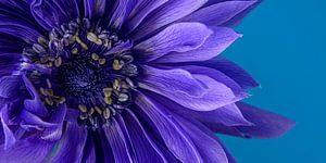 Panorama einer blau-violetten Anemone