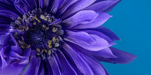 Panorama d'une anémone bleue - violette