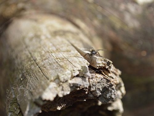 Vlieg op afgebroken boomtak