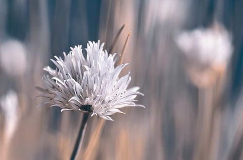 Fleur de ciboulette , Allium