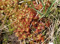 Rundblättriger Sonnentau