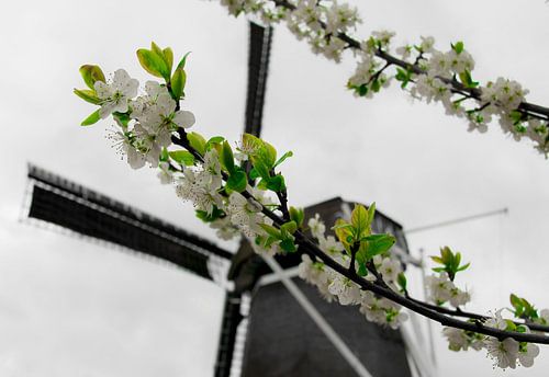 Bloesem bij molen.