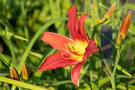Daylily, Hemerocallis by Alexander Ludwig