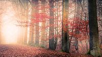 Foggy autumn van Wim van D thumbnail