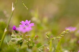 Soft stork flower in your own garden by SchumacherFotografie