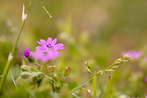 La fleur de cigogne douce dans votre jardin