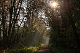 Brume dans la forêt sur Annemarie Goudswaard