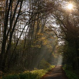 Nebel im Wald von Annemarie Goudswaard