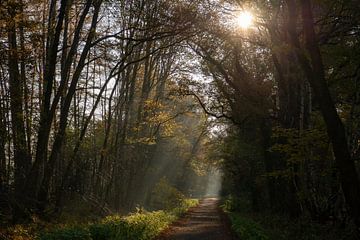 Een prachtige herfstmorgen in de Twentse bossen bij Hengelo van Annemarie Goudswaard