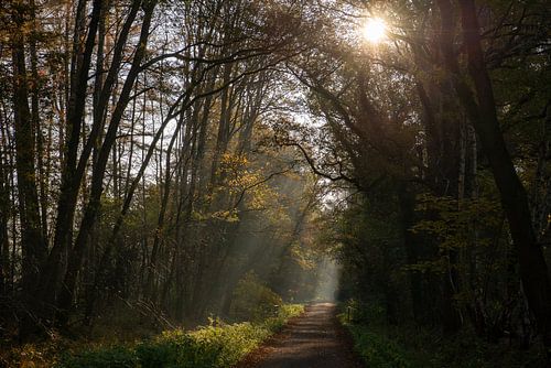 Een prachtige herfstmorgen in de Twentse bossen bij Hengelo