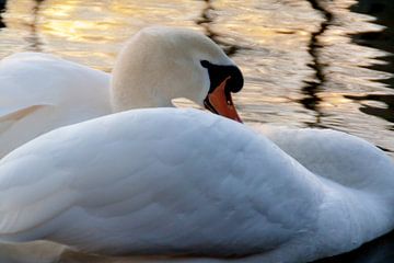 Swan sur Shadia Bellafkih