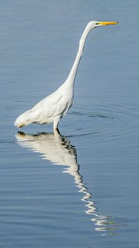 Great egret by Kees van den Burg