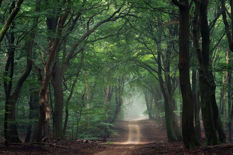 Path into the forest by Martin Podt