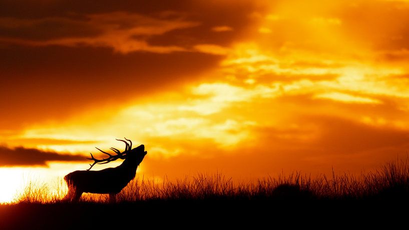 Burlend hert bij zonsondergang van Berdien van Drogen