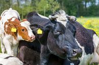 Portret kop van koe met kalf samen in wei van Ben Schonewille thumbnail