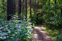 Het bloeiende bos