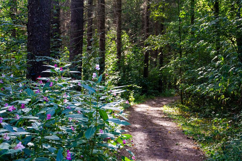 La forêt fleurie par Brenda bonte