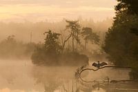 Morning during the sunrise is about to dry on a cormorant on a branch above the lake