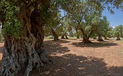 Olive trees, Ostuni ,Puglia, Italy