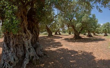 Olijfbomen, Ostuni, Puglia, Italië