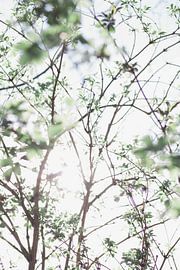 Sunny day by Marlous de Raad